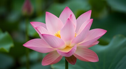 Perfectly Open Pink Lotus Flower with Yellow Center Blooming in Green Pond and Soft Light for Wellness and Beauty