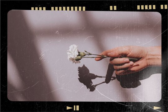 Woman holding a white carnation against a pink wall