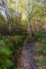 Woodland path through birch trees in autumn