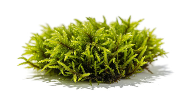 Vibrant green moss isolated on white background, showcasing its intricate texture and natural beauty, ideal for ecological and botanical themes - Powered by Adobe