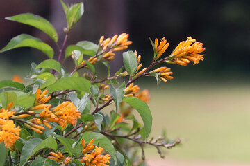 orange and yellow flowers