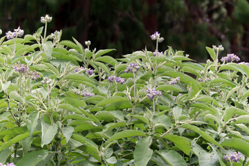 lily of the valley in spring