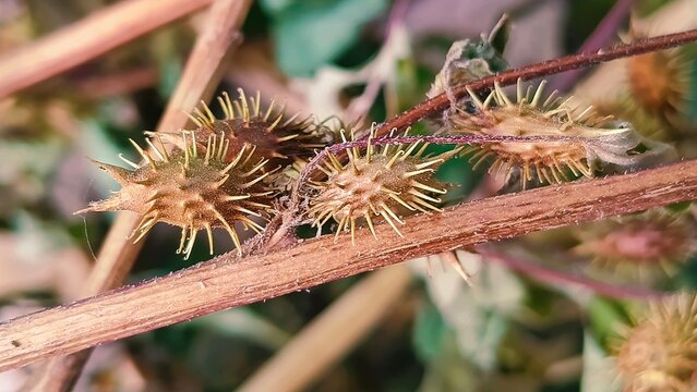 Xanthium strumarium, woolgarie bur or the Common Cocklebur seeds