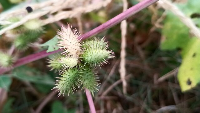 Xanthium strumarium, woolgarie bur or the Common Cocklebur seeds
