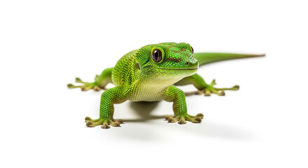 Fototapeta premium A bright green gold dust day gecko is isolated on white background, looking forward with a curious expression on a white background