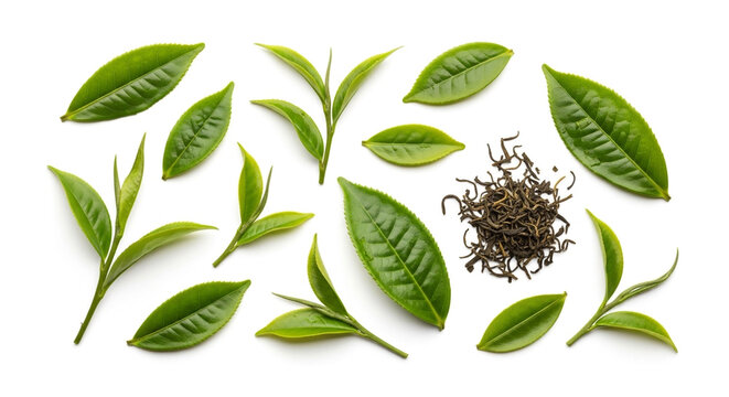 Fresh green tea leaves isolated on white background, arranged with dried tea leaves, showcasing the natural ingredients for a healthy beverage