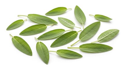Fototapeta premium Fresh sage leaves isolated on white background, showcasing their vibrant green color and velvety texture, perfect for culinary and herbal applications