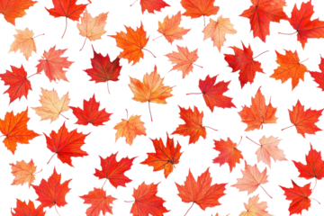 Autumn maple leaves scattered isolated on transparent background. Red maple leaf isolated on white background.