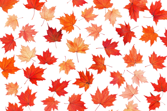 Autumn maple leaves scattered isolated on transparent background. Red maple leaf isolated on white background. - Powered by Adobe