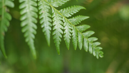 Lush green fern fronds display intricate natural patterns.