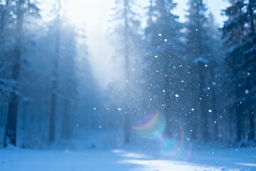 Snowy forest with sunlight