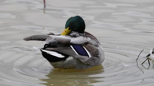 Wild mallard duck grooming its plumage while floating on the water in its natural habitat