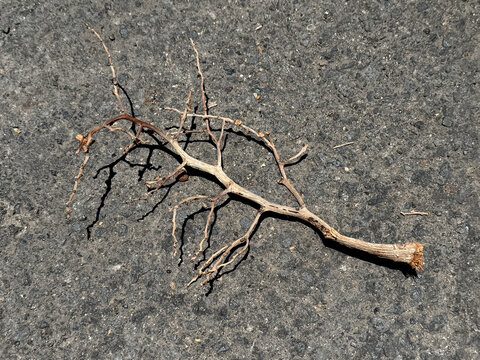 Close up of dried tree twigs fallen on asphalt road. Twigs from dried tree branch, beginning the autumn season.