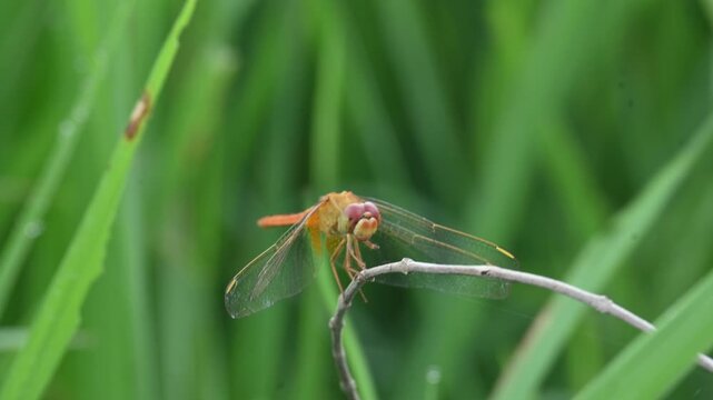 Scarlet skimmer dragonfly. Its common names&nbsp;ruddy marsh skimmer and Crocothemis servilia. This is a&nbsp;species&nbsp;of&nbsp;dragonfly&nbsp;of the family&nbsp;Libellulidae, native to&nbsp;east&nbsp;and&nbsp;southeast Asia.&nbsp;
