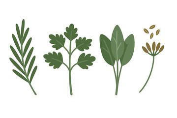 Fresh culinary herbs and spices collection including rosemary parsley sage and fennel