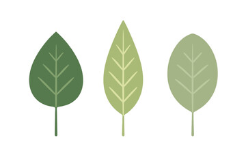 Three stylized green leaves with simple veins showing different shapes and shades of natural foliage