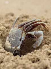 A close-up view of a small crab dig sand of a beach, highlighting its natural camouflage.