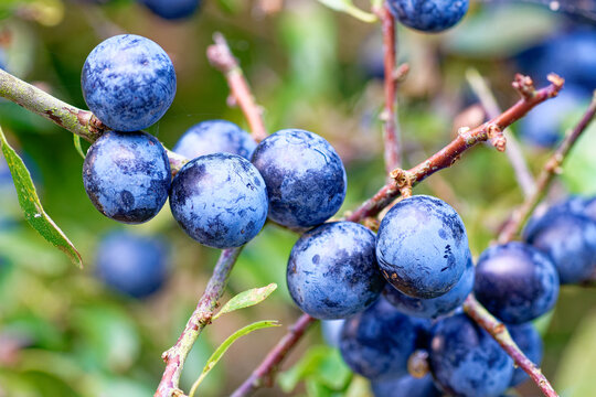 Schlehdorn Strauch mit Fr&uuml;chten. (Prunus spinosa)