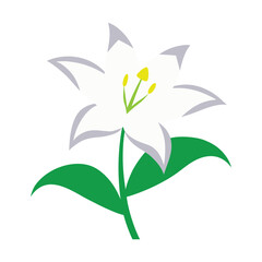 white lily flower with green leaves vector illustration