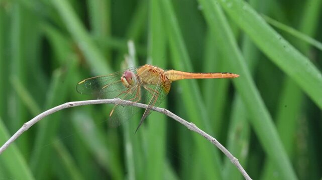 Scarlet skimmer dragonfly. Its common names&nbsp;ruddy marsh skimmer and Crocothemis servilia. This is a&nbsp;species&nbsp;of&nbsp;dragonfly&nbsp;of the family&nbsp;Libellulidae, native to&nbsp;east&nbsp;and&nbsp;southeast Asia.&nbsp;