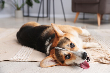 Cute Welsh Corgi lying on floor at home