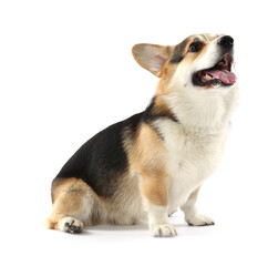 Cute Welsh Corgi on white background. Adorable pet