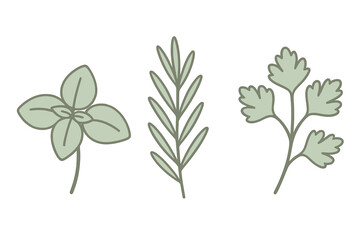 Set of three fresh culinary herbs basil rosemary and parsley sprigs