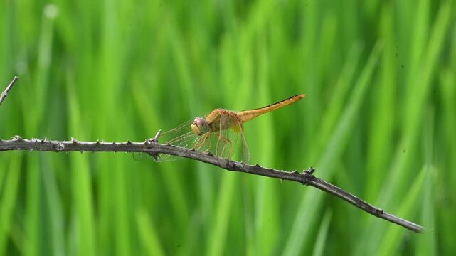 Scarlet skimmer dragonfly. Its common names&nbsp;ruddy marsh skimmer and Crocothemis servilia. This is a&nbsp;species&nbsp;of&nbsp;dragonfly&nbsp;of the family&nbsp;Libellulidae, native to&nbsp;east&nbsp;and&nbsp;southeast Asia.&nbsp;