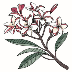 Delicate illustration of a blooming frangipani flower branch with white and pink petals and green leaves