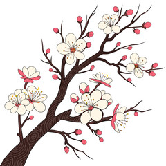 Delicate illustration of a blooming cherry blossom branch with white and pink flowers and buds on a white background