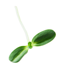 Tasty fresh purslane microgreen isolated on white