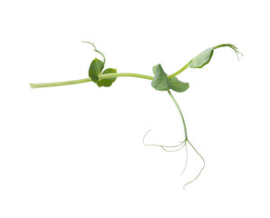 Tasty fresh pea microgreen isolated on white