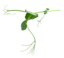 Tasty fresh pea microgreen isolated on white