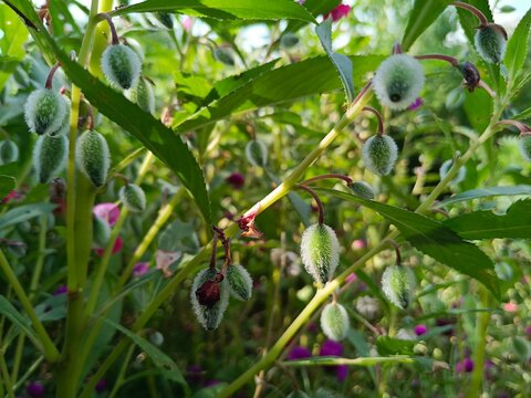 Impatiens balsamina, garden balsams or the potted snapweed plant, flowers and seeds 