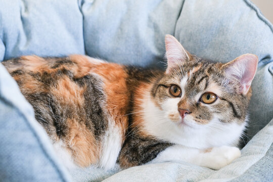 Domestic cat with calico fur resting comfortably on a soft cushion, showcasing its relaxed demeanor and captivating gaze in a cozy indoor environment