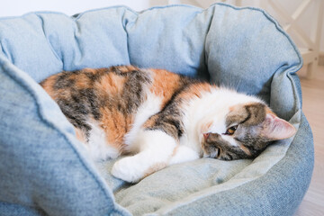 Domestic cat with calico fur resting comfortably in a cozy pet bed, showcasing a relaxed demeanor and soft textures in a serene indoor environment