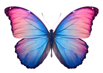 Vibrant Blue Pink Butterfly Illustration - Morpho Winged Insect Art with Iridescent Patterns