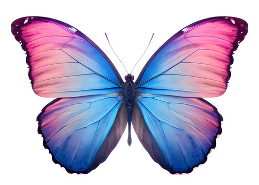 Vibrant Blue Pink Butterfly Illustration - Morpho Winged Insect Art with Iridescent Patterns
