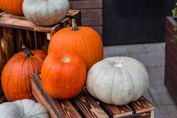 Autumn pumpkin background. A rich harvest of pumpkins in the street. The concept of Halloween or Thanksgiving.
