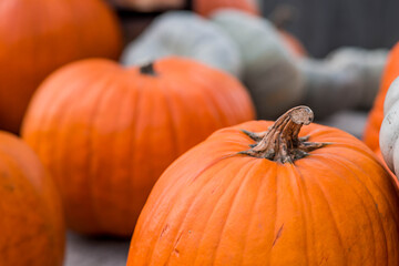 Autumn pumpkin background. A rich harvest of pumpkins in the street. The concept of Halloween or Thanksgiving.