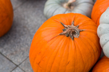 Autumn pumpkin background. A rich harvest of pumpkins in the street. The concept of Halloween or Thanksgiving.