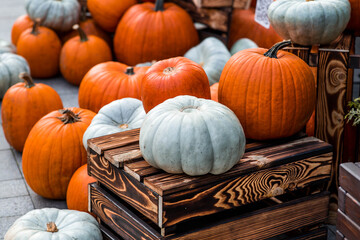 Autumn pumpkin background. A rich harvest of pumpkins in the street. The concept of Halloween or Thanksgiving.