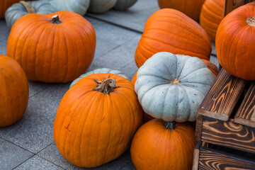 Autumn pumpkin background. A rich harvest of pumpkins in the street. The concept of Halloween or Thanksgiving.