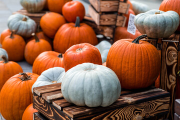 Autumn pumpkin background. A rich harvest of pumpkins in the street. The concept of Halloween or Thanksgiving.