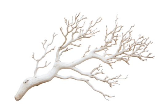 White bleached driftwood branch isolated on transparent background. Branched isolated on white background.