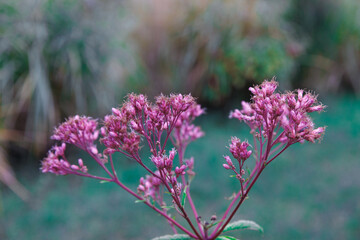 Fototapeta premium Beautiful Cluster of Delicate Pink Flowers with Blurry Green Background Captured in Nature - A Stunning Display of Natural Beauty and Flora