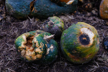 Rotting pumpkins scattered on the ground amidst dried grass, showcasing their decayed state in a rural agricultural scene, emphasizing the organic cycle of life and decay.