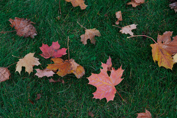 A Beautiful Display of Autumn Leaves on Lush Green Grass Capturing the Essence of Fall's Colorful Transition in Nature's Palette