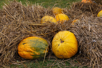 Vibrant Harvest Scene Featuring Yellow Pumpkins Resting Amidst Straw, Perfectly Capturing the Essence of Autumn's Bounty on a Scenic Farm Landscape in Full Color