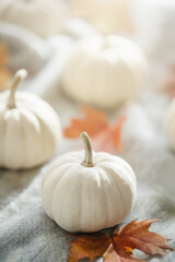 Autumn Composition with Miniature White Pumpkins. White pumpkins arranged with autumn maple leaves on a soft textured blanket in warm natural light